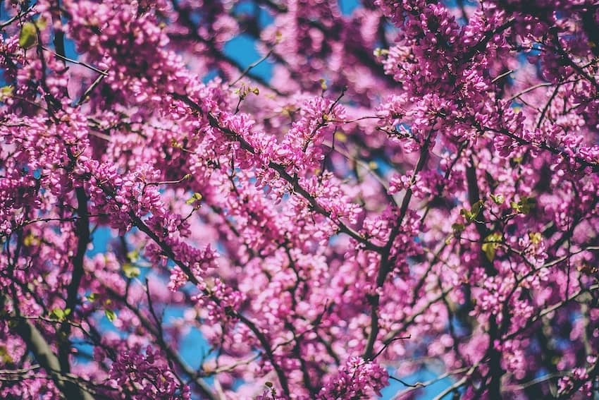 Cherry Blossoms in South Korea