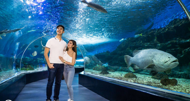 Manila Ocean Park oceanarium tunnel, Klook ticket booking
