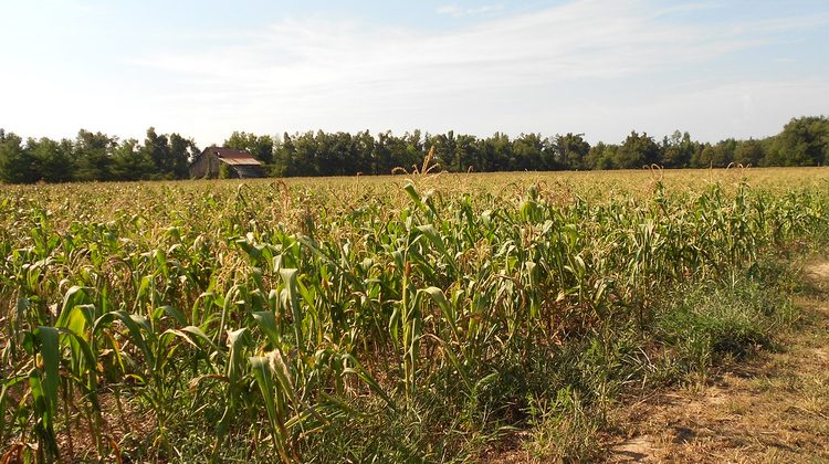 Drought-stressed corn crop in a dry field