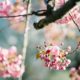 klook-cherry-blossom-sale-ph